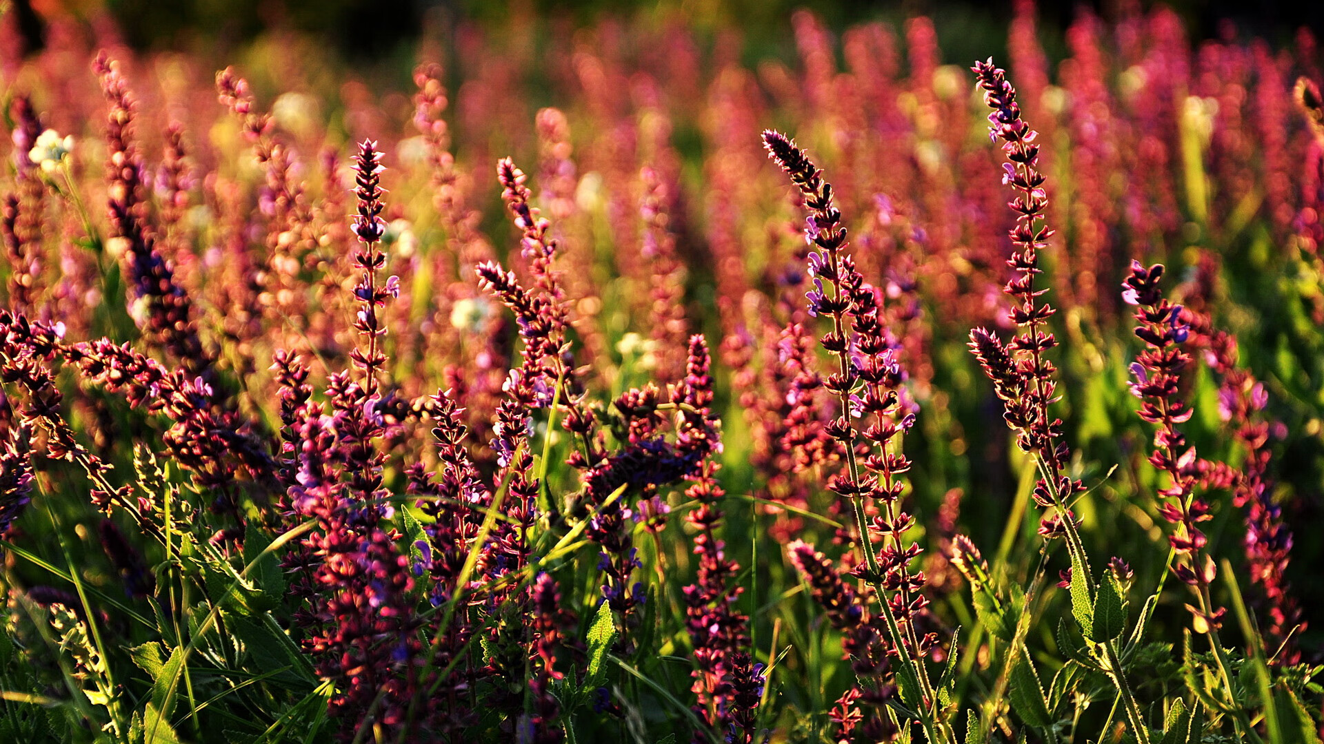 _比赛裁判的挑战:如何保持公正与效率_,竞赛裁判过程