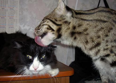 _灯火海市蜃楼:未来城市灯光秀策划的精彩赛事_,城市灯光秀时间