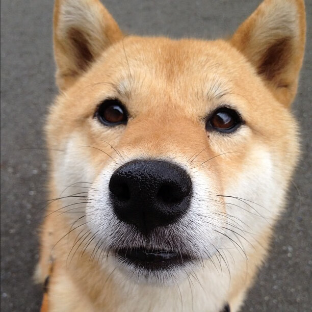 下个赛站:阿布扎比大奖赛的看点汇总,阿布扎比锦标赛