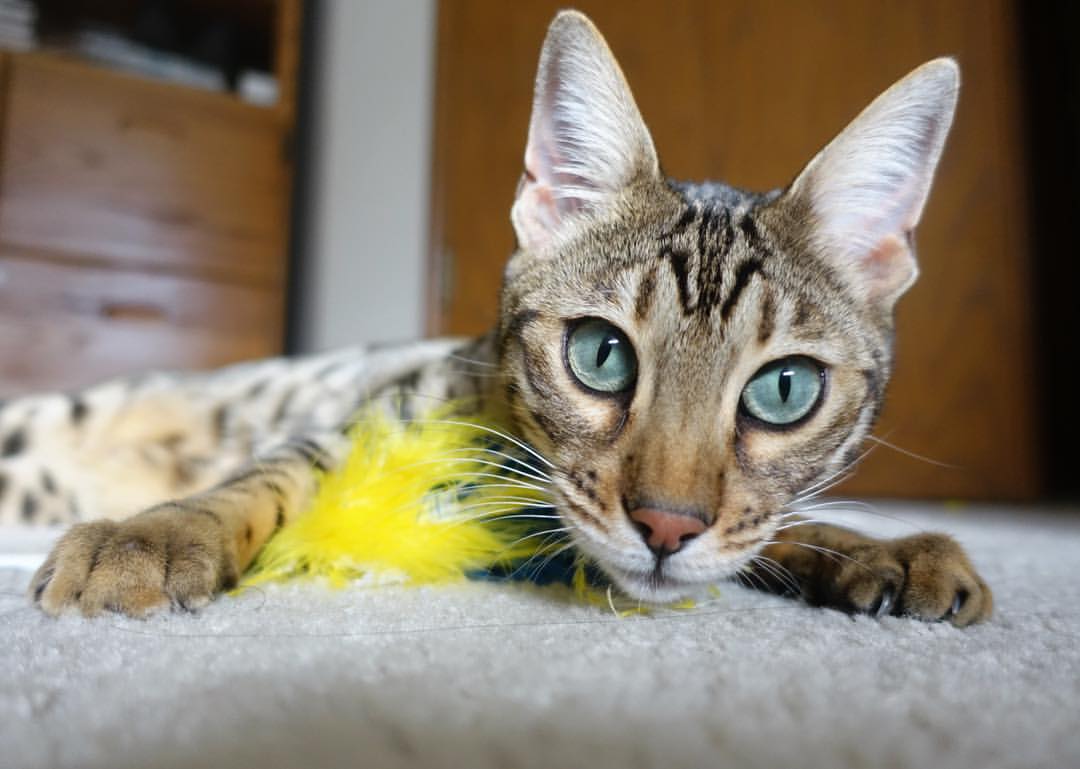 九游娱乐(jiuyou)官方网站-传统武术巡演：古老技艺的现代演绎，传统武术节目