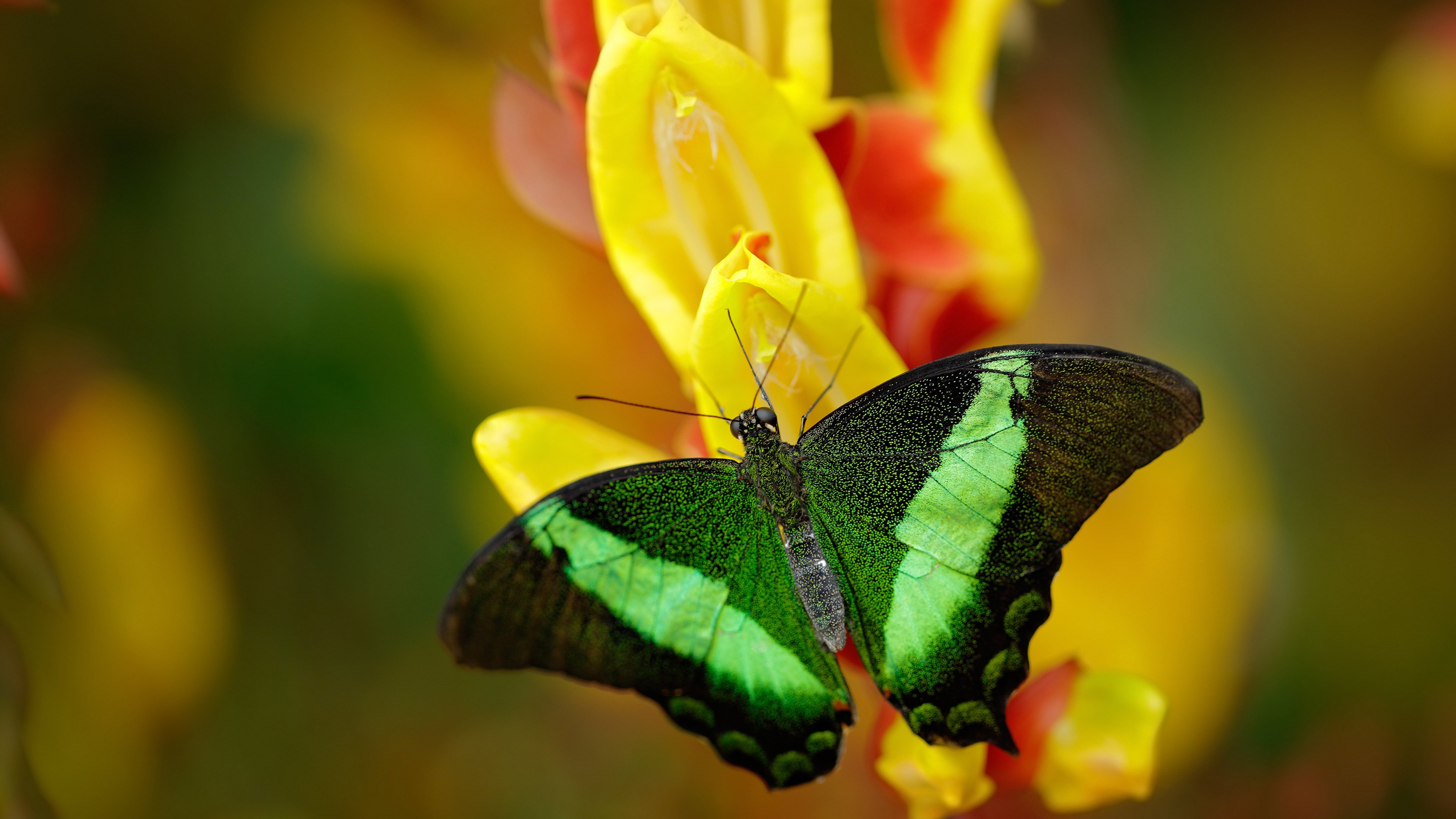 史上最激动人心“冠军决战”：全场燃爆的瞬间，冠军精彩
